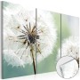 Quadro su vetro acrilico - Fluffy Dandelions