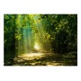 Carta da parati - Road in Sunlight