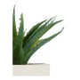 Pianta Decorativa Bianco Plastica (14 x 9 x 14 cm)