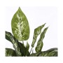 Pianta Decorativa Mica Decorations Dieffenbachia Dieffenbachia Verde PVC (15,7 x 70 cm)