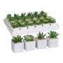 Pianta Decorativa Mica Decorations 8 x 5 cm PVC Succulenta