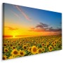 Pittura su tela Tramonto Su Un Campo Di Girasoli- Dimensione: 90x60 cm