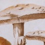 Quadro DKD Home Decor Cristallo Bambù Funghi (50 x 70 x 2,8 cm) (2 Unità)