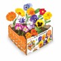 Set di coltivazione Batlle Fiori Commestibile 19 x 19 x 10 cm