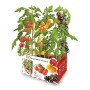 Set di coltivazione Batlle Pomodori Naturali 30 x 19,5 x 16,2 cm 2,85 kg