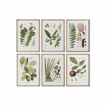 Quadro DKD Home Decor 50 x 2,8 x 70 cm Moderno Piante botaniche (6 Pezzi)