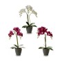 Pianta Decorativa Orchidea 19 x 48 x 24 cm Plastica (4 Unità)