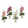 Fiore Decorativo Orchidea Plastica 14 x 35 x 8 cm (12 Unità)