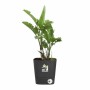 Vaso Autoirrigante Elho Greensense Aqua Care Ø 38 x 38,9 cm Grigio scuro Quadrato