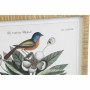 Quadro DKD Home Decor Piante botaniche (50 x 2,5 x 65 cm) (4 Unità)